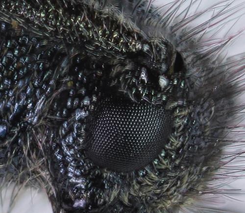 Opsilia molybdaena